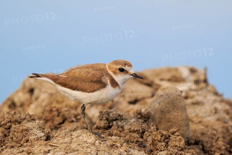 Kentish Plover (Charadrius alexandrinus) female, Greece