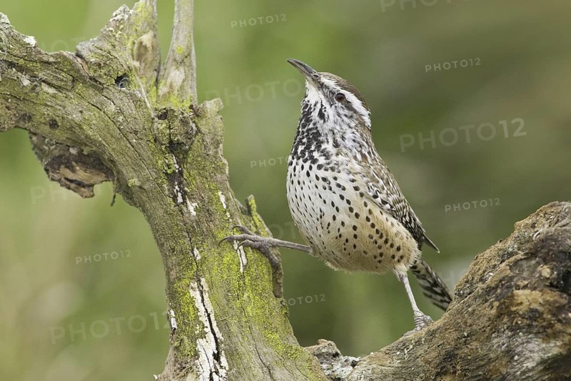Cactus Wren (Campylorhynchus brunneicapillus), Texas, USA