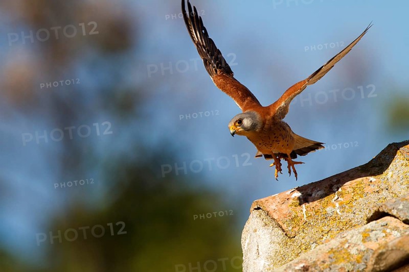 Lesser Kestrel (Falco naumanni) male flying, Castile-La Mancha, Spain