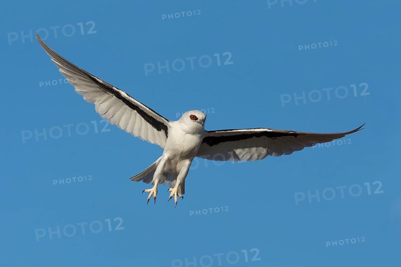 Schwarzachselaar (Elanus scriptus) flying, South Australia, Australia
