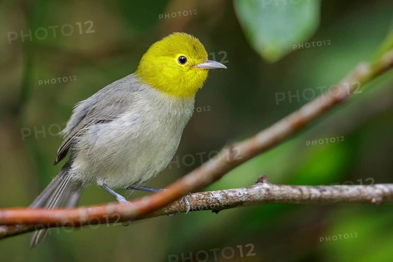 Yellow-headed Warbler (Teretistris fernandinae) perched on a branch in Cuba