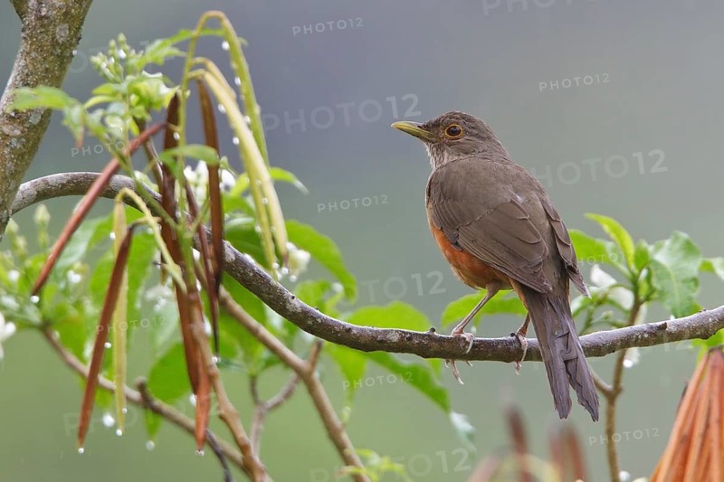 Rufous-bellied Thrush (Turdus rufiventris) perched on a branch in Bolivia, South America
