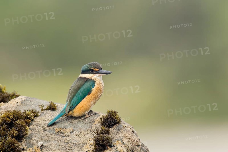 New Zealand kingfisher (Todiramphus sanctus vagans)