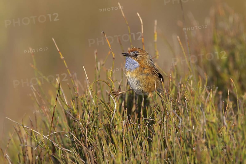 Southern Emu-wren (Stipiturus malachurus), New South Wales, Australia