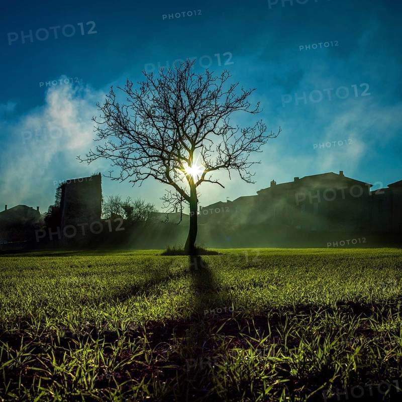 Bright sunlight shines through the branches of a leafless tree standing alone in a serene field in Auvergne, France. Wisps of mist create an enchanting atmosphere in the morning light