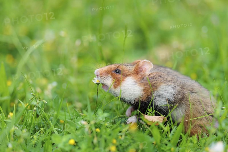 A European hamster (Cricetus cricetus) collects herbs, grass and daisies in a fresh green meadow