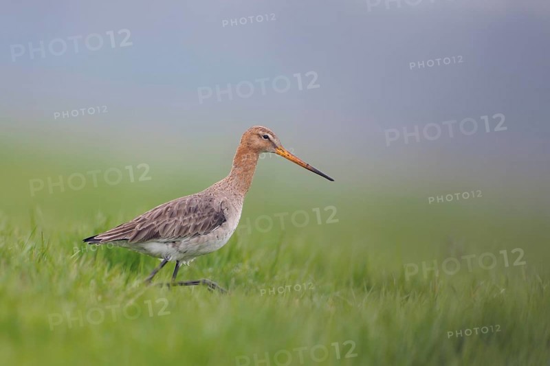Early morning in the meadow... Black-tailed godwit (Limosa limosa) in fresh breeding plumage walking through fresh green grass in search of food, rare meadow limosa, meadow breeder highly endangered due to intensive agriculture and drainage of wet meadows, wildlife, native nature, Lower Rhine, North Rhine-Westphalia, Germany, Western Europe