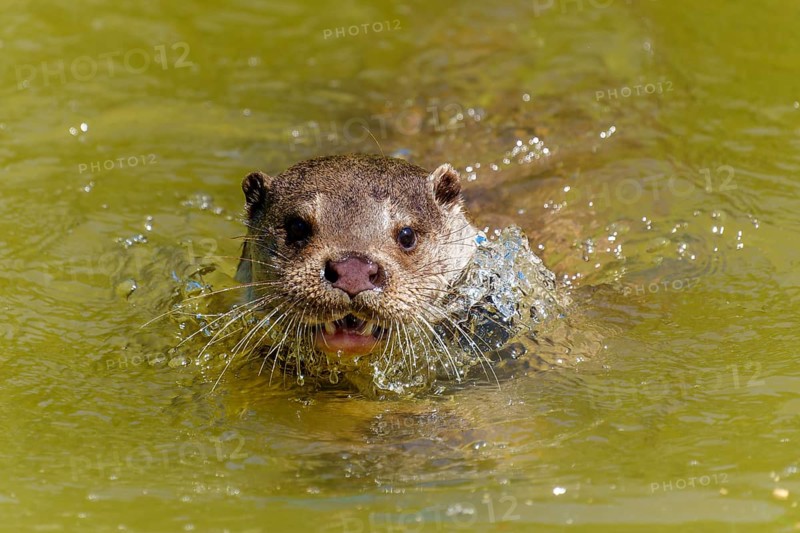 An otter swimming head-on in the water with its mouth wide open, European otter (Lutra lutra) Germany