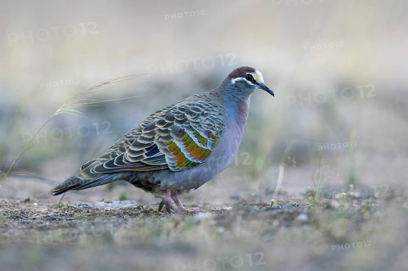 Common Bronzewing (Phaps chalcoptera) male perched on the ground, Victoria, Australia