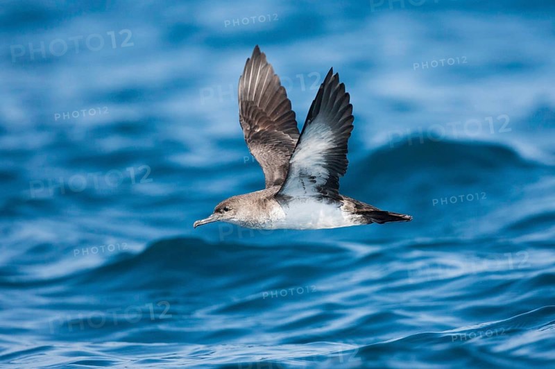 Black-vented Shearwater Puffinus opisthomelas San Diego, California, United States 14 September Adult Procellariidae