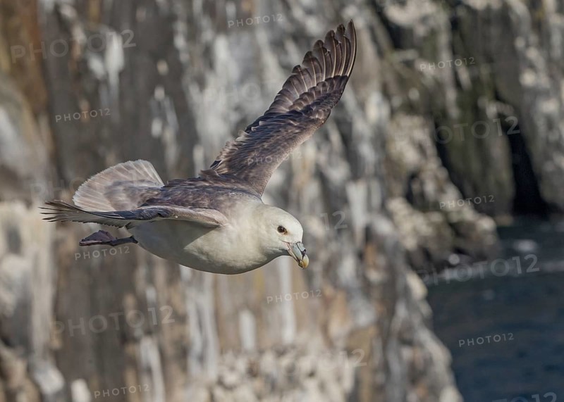 Northern Fulmar (Fulmarus glacialis) flying, Scotland, United Kingdom
