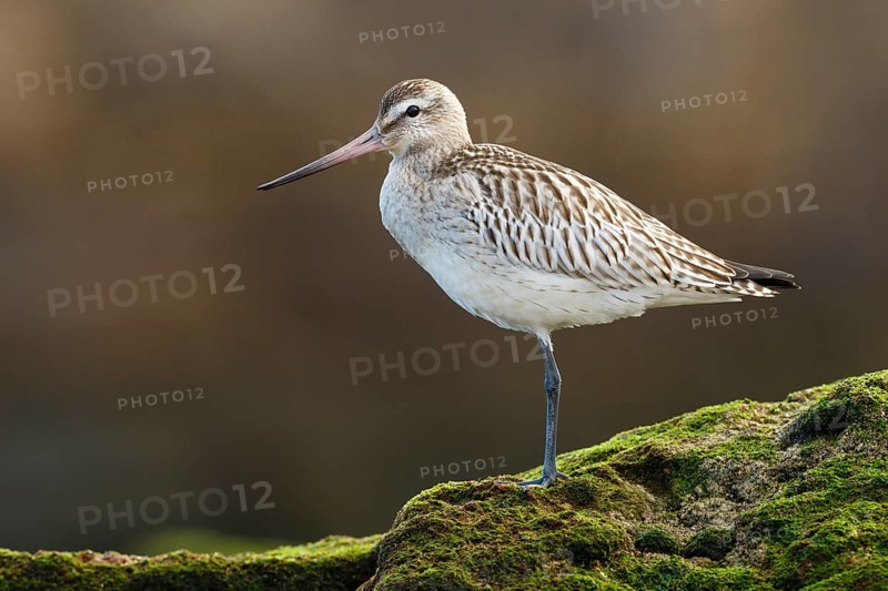 Bar-tailed Godwit (Limosa lapponica) juvenile, Asturias, Spain