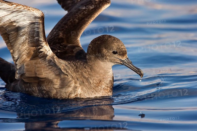 Sooty Shearwater (Ardenna grisea), Eilat, Israel