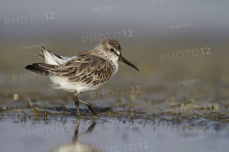 Broad-billed Sandpiper (Calidris falcinellus), Oman