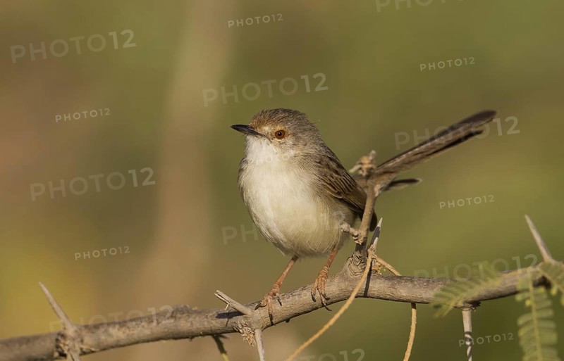 Graceful Prinia (Prinia gracilis), Oman