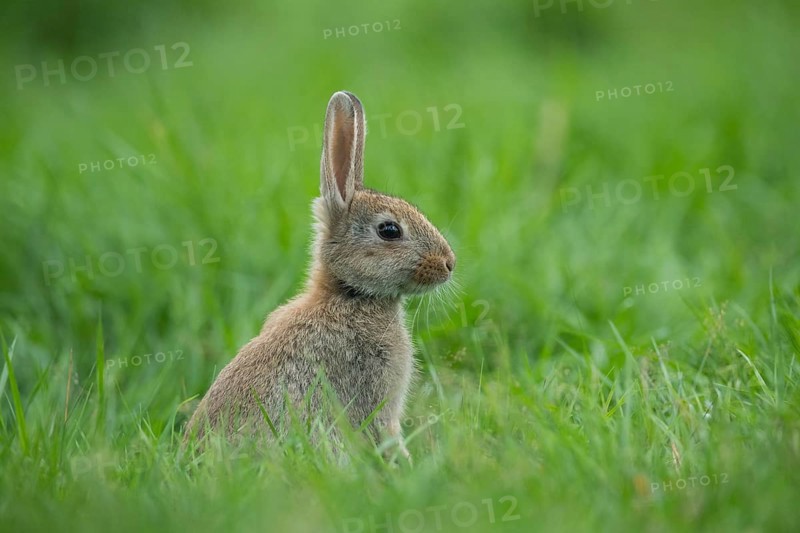 European Rabbit (Oryctolagus cuniculus) juvenile in meadow, Lower Saxony, Germany