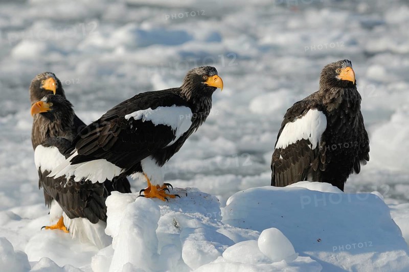 Steller's Sea Eagle (Haliaeetus pelagicus), Hokkaido, Japan