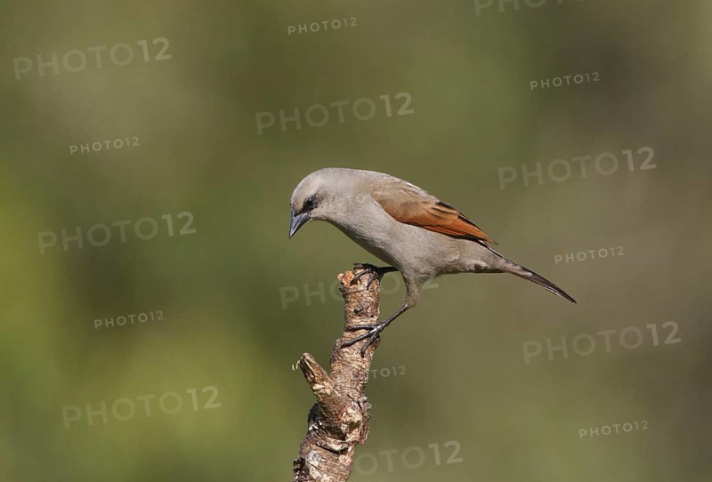 Greyish Baywing (Agelaioides badius), Corrientes, Argentina