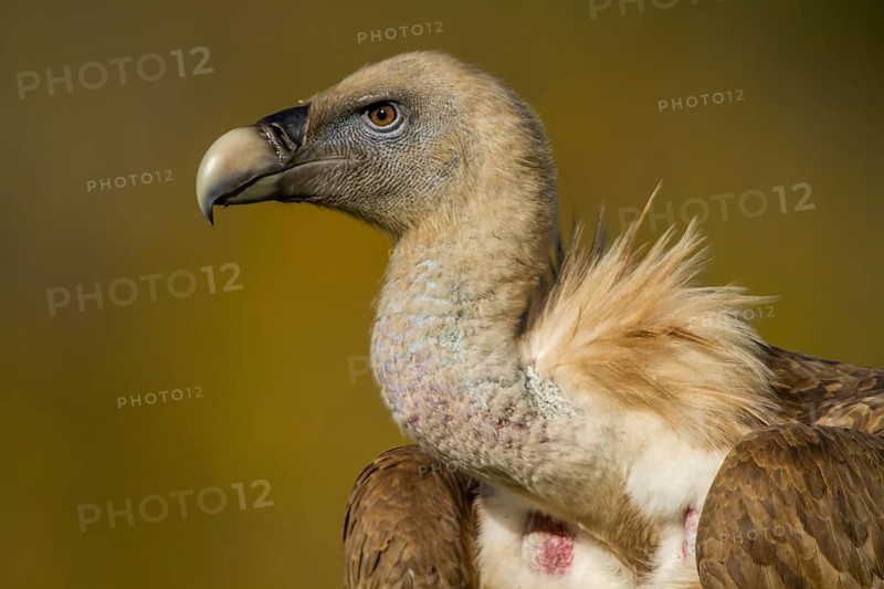 Griffon Vulture (Gyps fulvus), portrait, Castile and Leon, Spain
