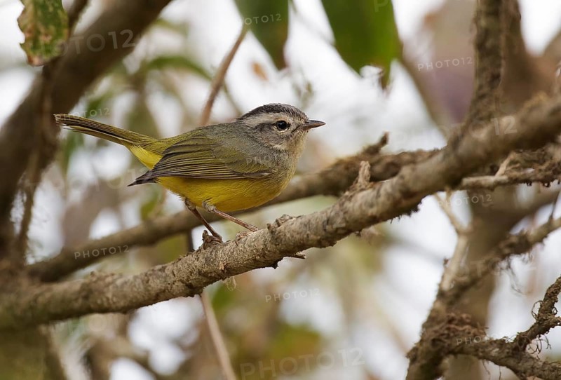 Three-banded Warbler (Basileuterus trifasciatus) perched on a branch, Lambayeque, Peru
