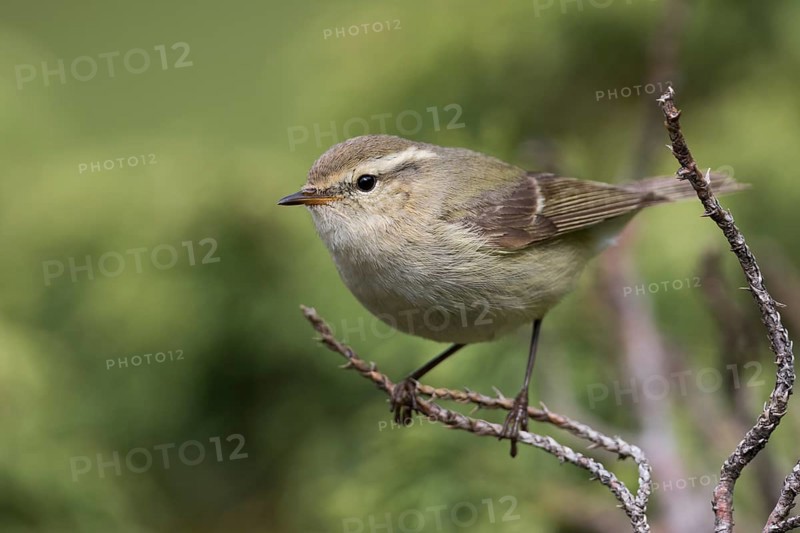 Humes Leaf Warbler - Tienschan-Laubsänger - Phyllsocopus humei ssp. humei, Kyrgyzstan
