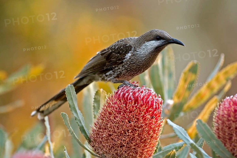 Western Wattlebird (Anthochaera lunulata), Western Australia, Australia