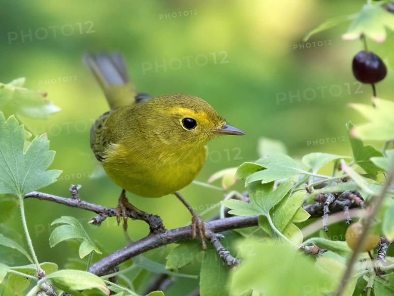 A female Wilson's Warbler, Wilsonia pusilla, perched on a blackcurrant bush in Saskatoon, Saskatchewan, Canada