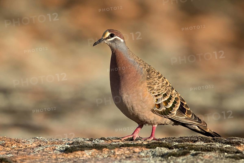 Common Bronzewing (Phaps chalcoptera) male perched on the ground, South Australia, Australia