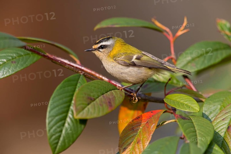 Sommergoldhähnchen, Firecrest, Regulus ignicapillus, Roitelet à triple bandeau, Roitelet triple-bandeau, Reyezuelo Listado