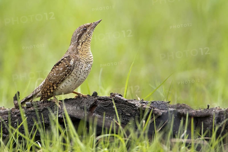 Eurasian Wryneck (Jynx torquilla), Saxony-Anhalt, Germany