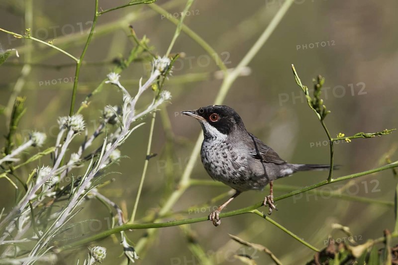 Cyprus Warbler (Sylvia melanothorax) male, Cyprus