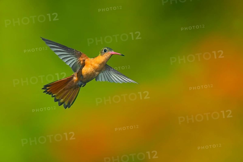 Cinnamon Hummingbird Amazilia rutila rutila Puerto Vallarta, Jalisco, Mexico 14 June Adult in flight. Trochilidae