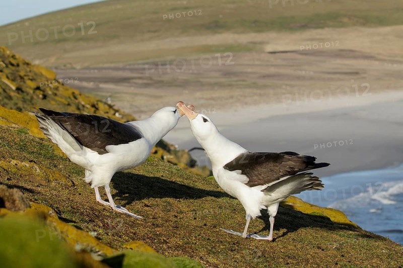 Black-browed Albatross (Thalassarche melanophris) pair at a nesting colony, Falkland Islands