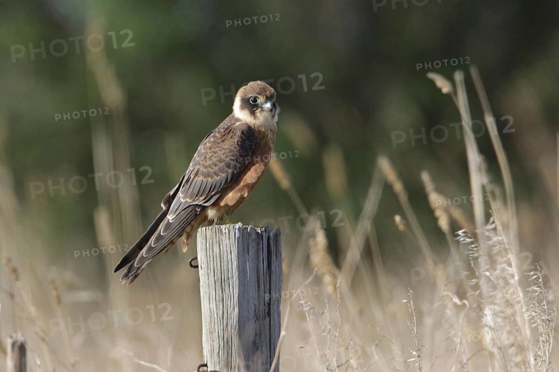 Australian Hobby (Falco longipennis) juvenile perched on a pale, Victoria, Australia