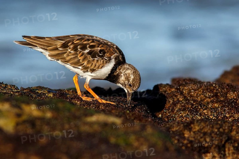 Ruddy Turnstone (Arenaria interpres) feeding amongst the rocks, Asturias, Spain