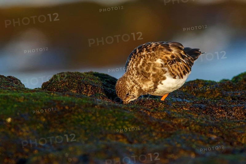 Ruddy Turnstone (Arenaria interpres) feeding on stones, Asturias, Spain