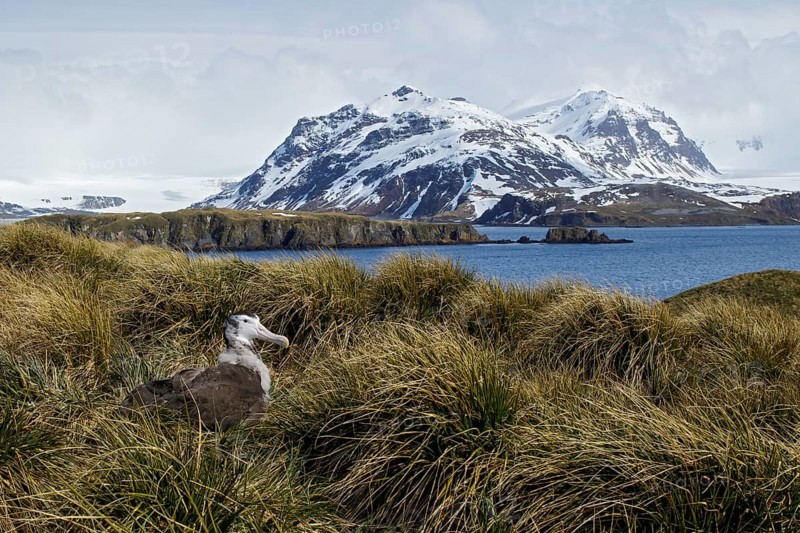 Wandering Albatross (Diomedea exulans) perched on tussock grass on South Georgia Island