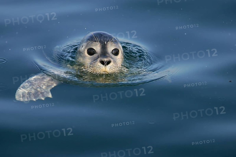 Europäischer Seehund (Phoca vitulina) schwimmt an Wasseroberfläche, Nordsee, offshore, Deutschland