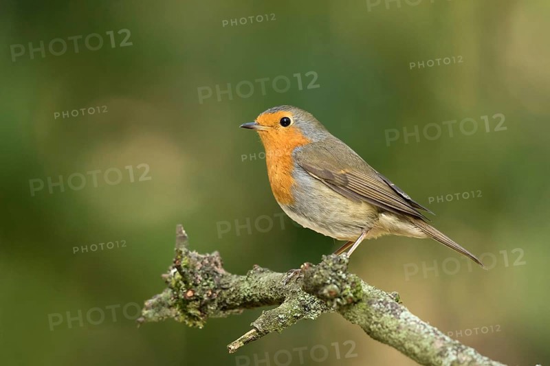 Roodborst zittend op tak in de zon, robin sitting on pearch in the sun
