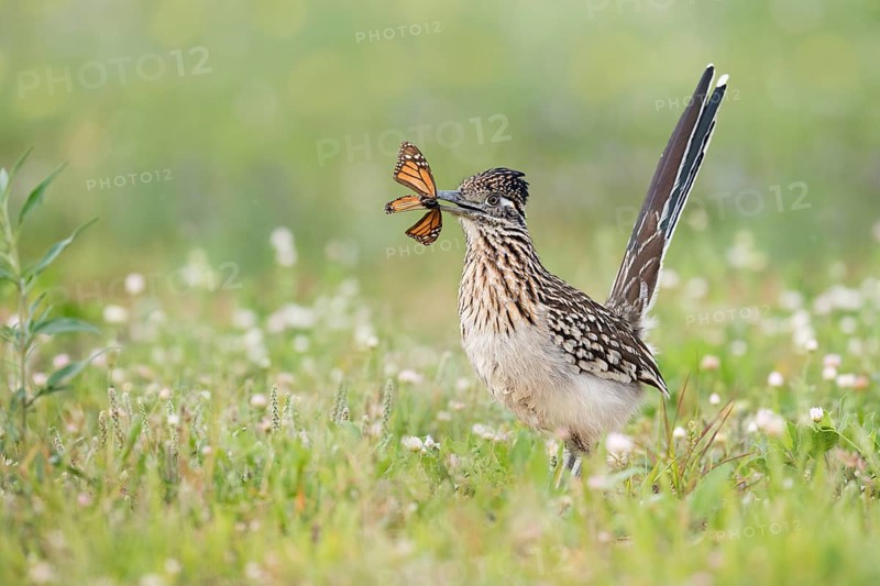 Greater Roadrunner (Geococcyx californianus) with moth prey in its beak, Texas, USA