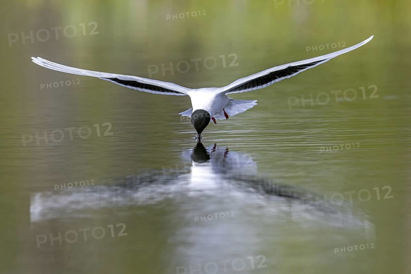 Hunting little gull (Hydrocoloeus minutus, Larus minutus) adult in summer plumage in flight picking insect from water surface of pond in spring