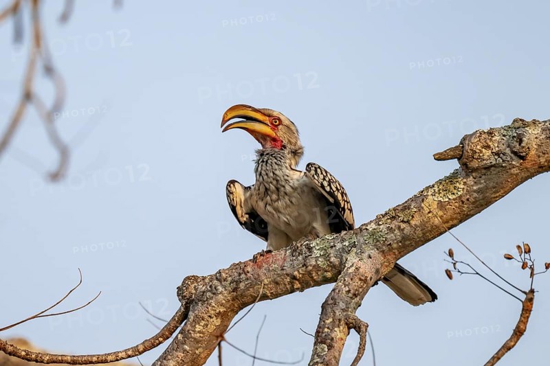 Red-ringed Hornbill (Tockus leucomelas) sitting on a branch against a blue sky, in the evening light, Kruger National Park, South Africa