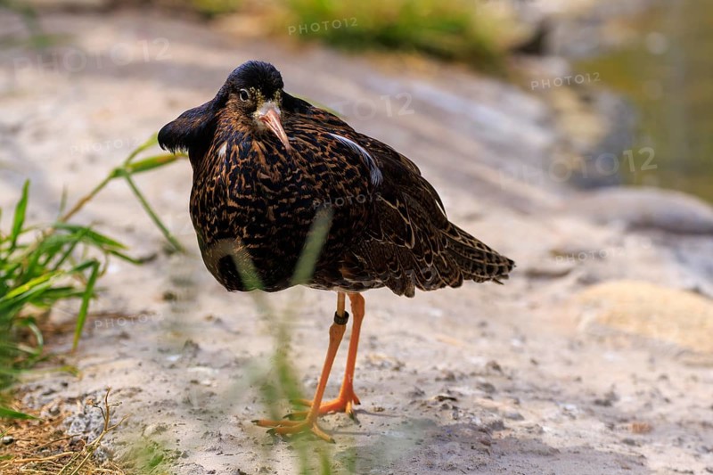 Bird standing on an earthy surface close to the water, ruff (Calidris pugnax, Syn.: Philomachus pugnax), courtship display, France