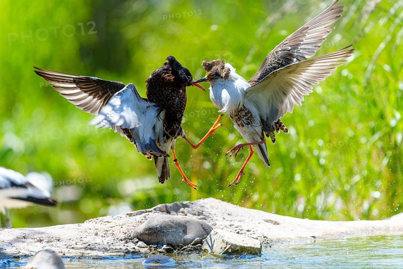 Two birds fighting in the air, their wings spread in a dynamic scene, ruff (Calidris pugnax, syn.: Philomachus pugnax), courtship display, France