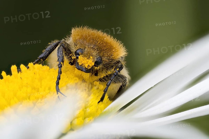 A Bee beetle (Trichius gallicus) on the yellow centre of a daisy flower, covered with pollen, Hesse, Germany