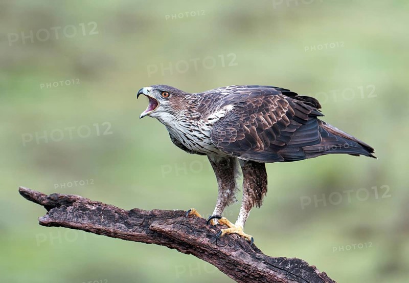 Bonelli's eagle (Aquila fasciata) calling on a branch, Andalusia, Spain