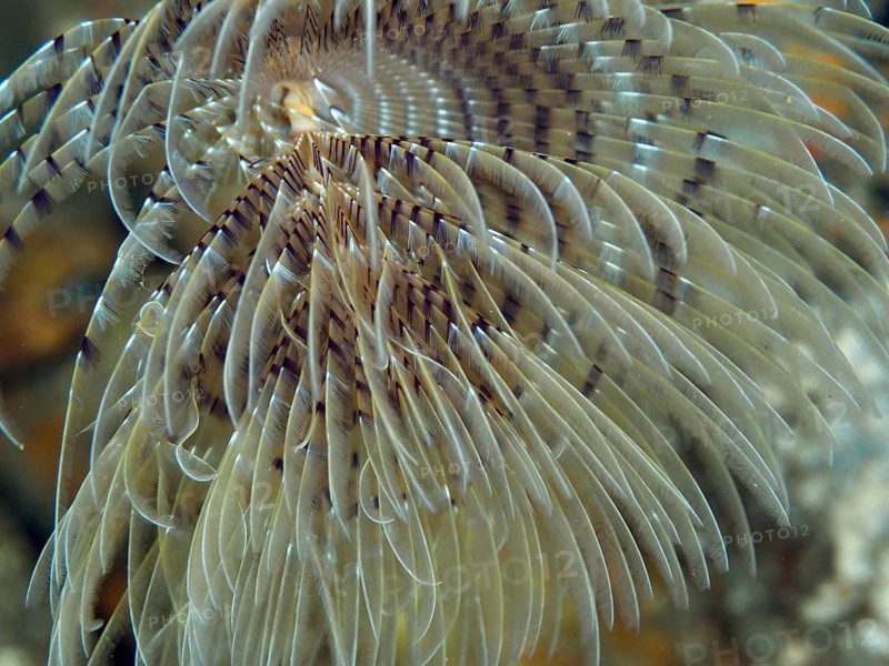 Detailed close-up of a screw table (Sabella spallanzanii) in the water in the Mediterranean Sea near Hyères, dive site peninsula Giens, Provence Alpes Côte d'Azur, France