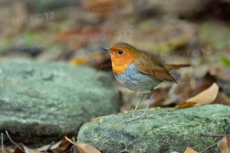 Japanese Robin (Larvivora akahige) female perched on a stone on the ground, Miyakejima, Japan
