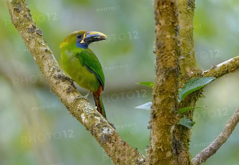 Emerald Toucanet (Aulacorhynchus prasinus) at San Gerrardo de Dota, Costa Rica