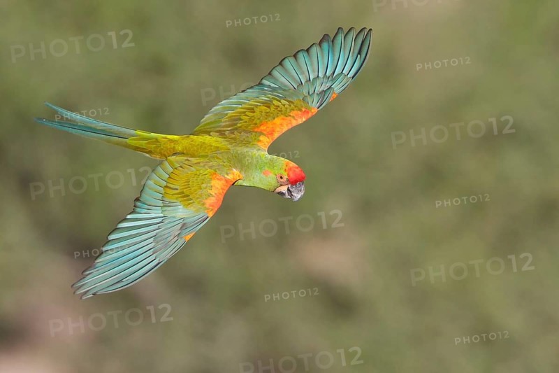 Red-fronted Macaw (Ara rubrogenys) in flight in Bolivia, South America